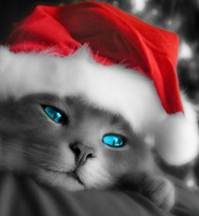 pic for Christmas Cat